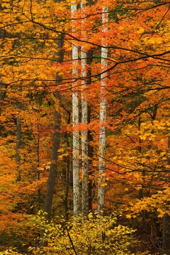 Sycamores, Lockatong Creek Preserve, Hunterdon Land Trust, Hunterdon County, NJ 10 10 (4633 SA).jpg